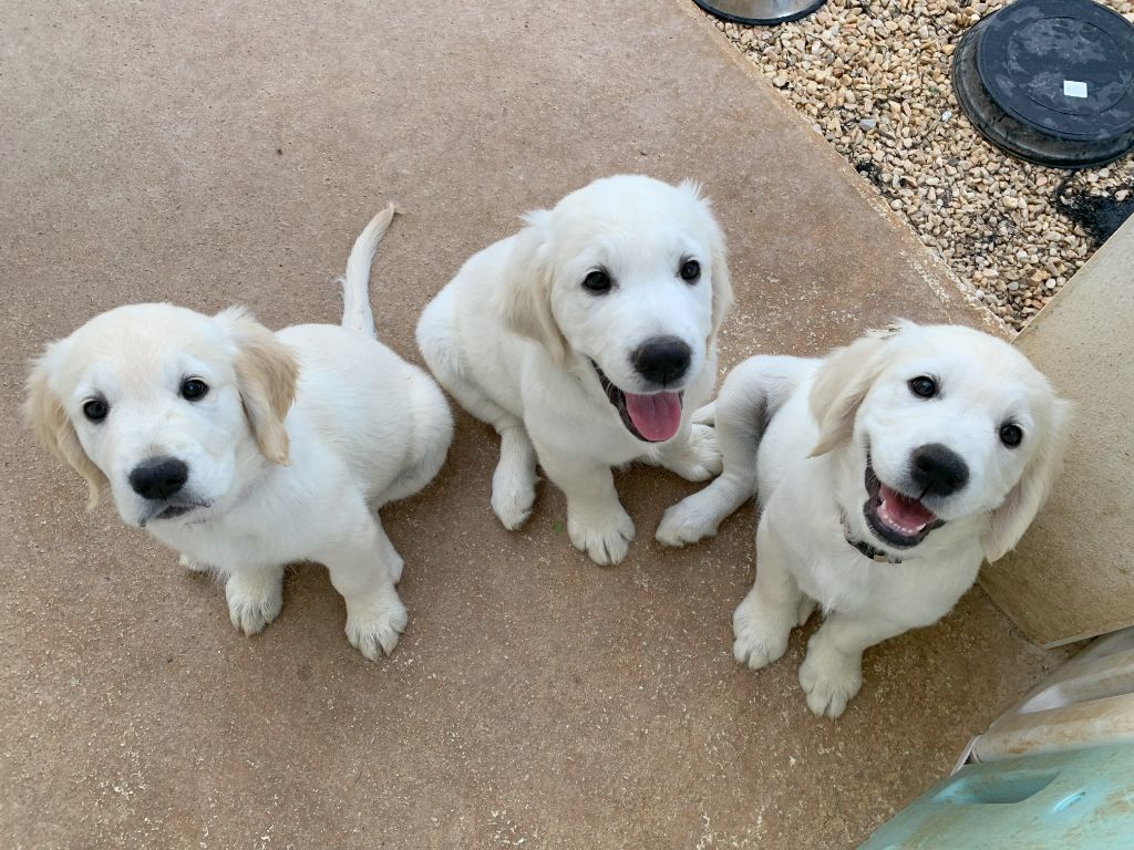 chiot Golden Retriever De l'Aurore Eternelle d'Only